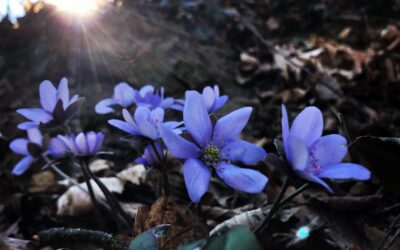 Den Země 22.4.2022